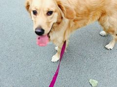 -荣耀金沙动物医院(清江西路店)