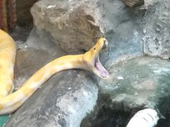 -上海大自然野生昆虫馆(东方明珠·爬宠昆虫探索中心)