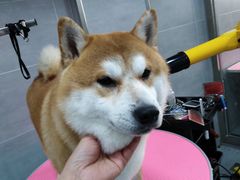 -宠福鑫康馨动物医院·骨科·眼科