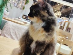 -藏猫猫咖啡主题馆(中央大道店)