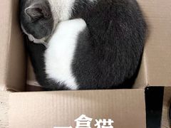 -宠物星动物医院·眼科·异宠·猫科(江南大道总院)