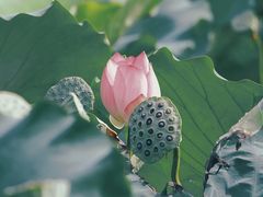 -洪湖生态旅游区