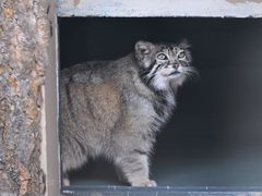 -青藏高原野生动物园