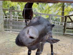 -神户市立六甲山牧场