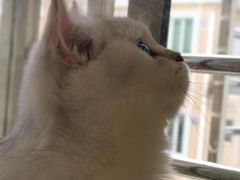 -瑞鹏宠物医院·骨科·猫科·内科(第一中心)