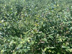 -金谷域澳洲庄园