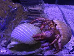 -太平洋海底世界