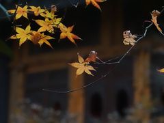 -鱼桥巷·美学川菜