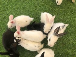 -萌宠亲子动物乐园(槐房万达店)