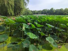 -长春市南湖公园