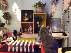 -平行世界·猫咖(首经贸店)