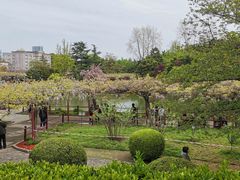 -嘉定紫藤园