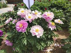 -洛阳市隋唐城遗址植物园