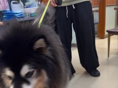 -宠福鑫动物医院(城北分院)