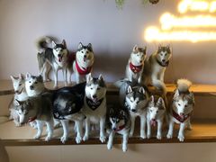 -Husky Go! 哈士奇体验馆·宠物咖啡厅狗咖