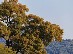 -杭州西湖风景名胜区-钱塘苏小小之墓