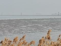 -上海吴淞炮台湾国家湿地公园