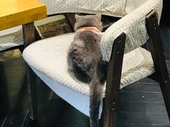 -猫色咖啡·猫咖