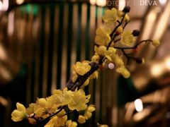 -木棉·醉心粤味(COCO Park店)