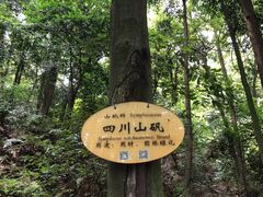 -缙云山景区