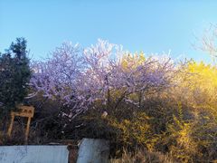 -金沙滩度假村