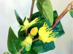 -静岸花卉园艺(三星坊店)