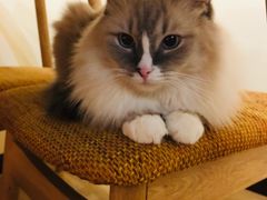 -滚猫咖啡·猫咖·猫友好撸猫(未来城店)