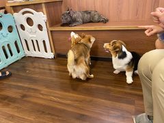 -柯斗斗主题餐厅·狗咖·围炉煮茶·茶饮(国瑞升平里店)