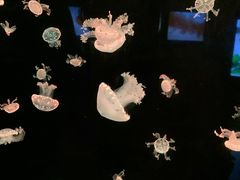 -深圳野生动物园