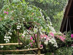 -西双版纳基诺山寨