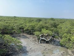 -北海金海湾红树林生态旅游区