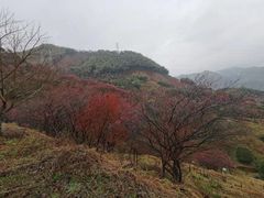 -新建村梅花