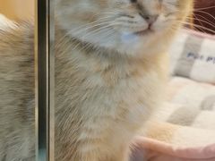 -momokira米努特·德文卷毛猫·棉花面纱犬