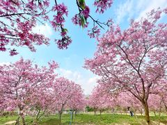 -天适樱花悠乐园