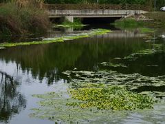 -桤木河湿地公园