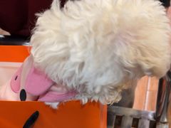 -瑞派动物医院·绝育·犬猫全科·预防医学(光景江南中店)