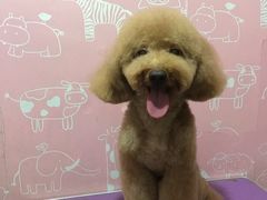 -瑞派动物医院·绝育·犬猫全科·预防医学(光景江南中店)