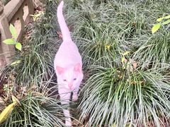 -十里琅珰