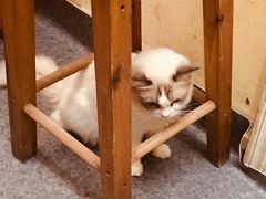 -猫色咖啡·猫咖