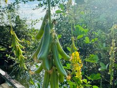 -广州神农草堂中医药博物馆