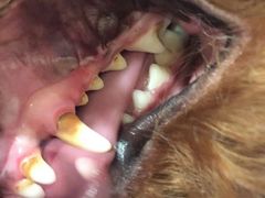 -艾贝尔宠物医院·24H转诊中心·肿瘤猫专科(江宁双龙店)