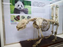 -熊猫邮局(少城店)