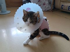 -达爱动物医院·犬猫分区·CT·复杂眼科(远洋山水分院)