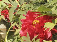 -莲花池公园