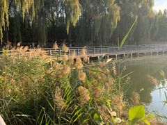 -大兴滨河森林公园