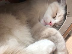 -瞄一喵猫咖(格力海岸店)