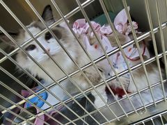 -Pets First伊珊娜洗护·精致美容·家庭式寄养(新会路店)