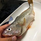 白灼黄鱼  轻烫片刻 鲜美细腻 原汁原味