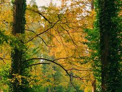 -黄海国家森林公园