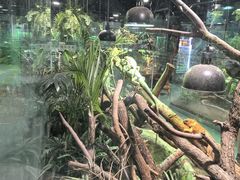 -上海大自然野生昆虫馆(东方明珠·爬宠昆虫探索中心)